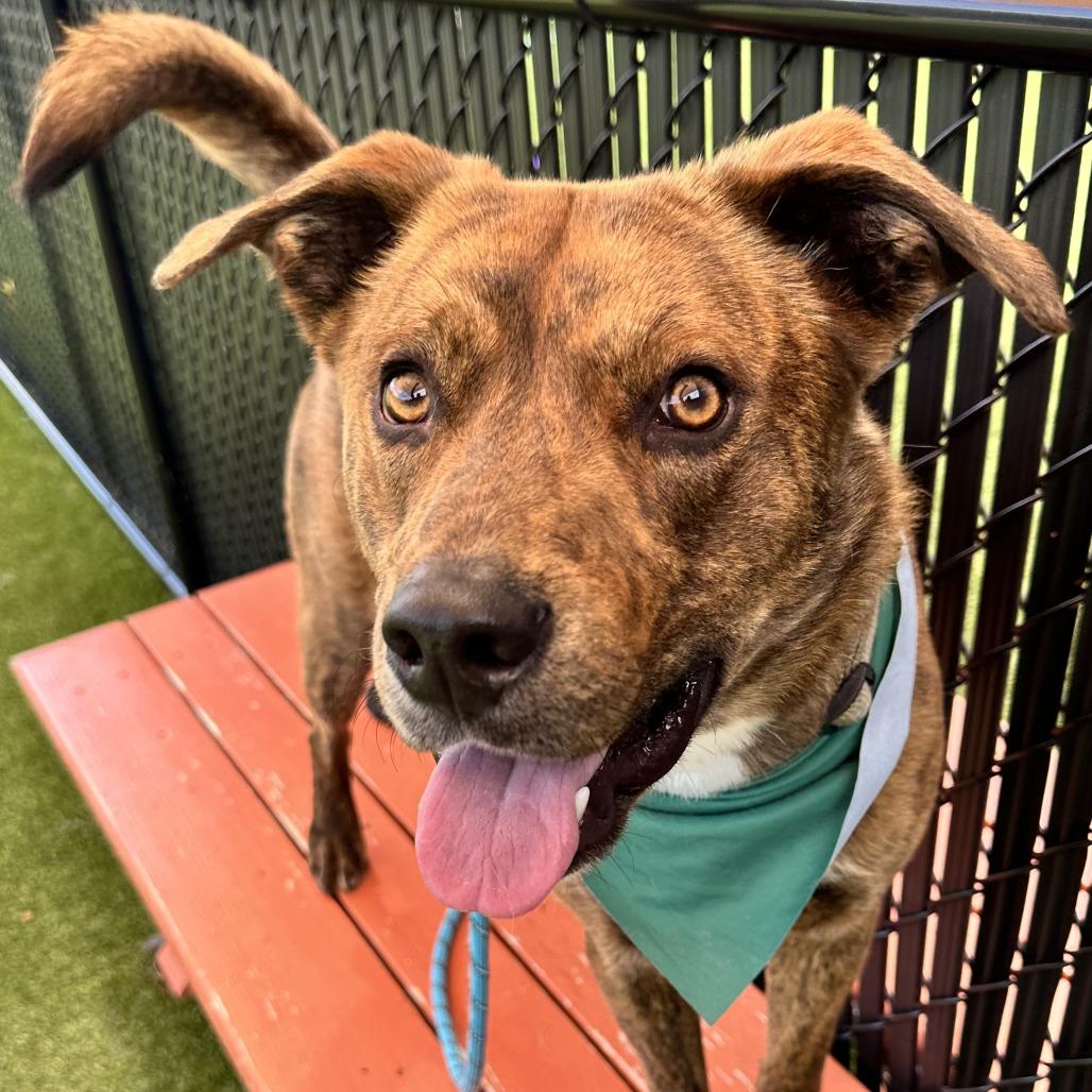 Ryder, a Adoptable Mixed Breed in Washington Township, OH image 2/6