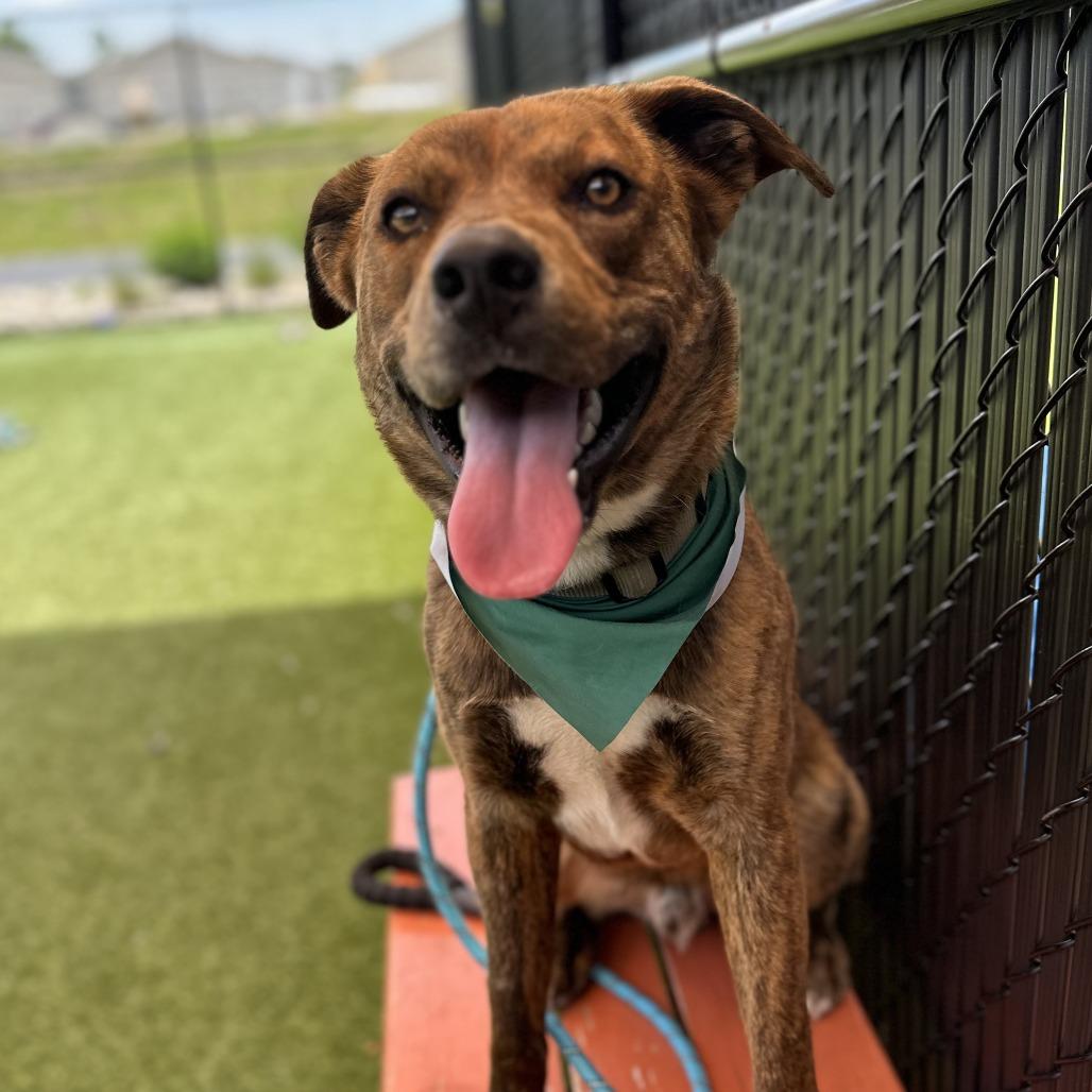 Ryder, a Adoptable Mixed Breed in Washington Township, OH image 3/6