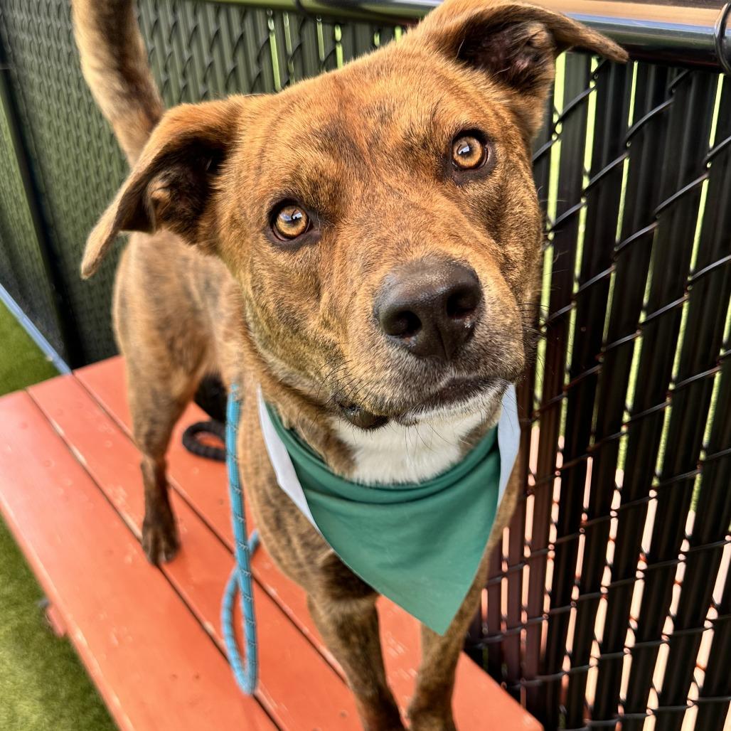 Ryder, a Adoptable Mixed Breed in Washington Township, OH image 4/6