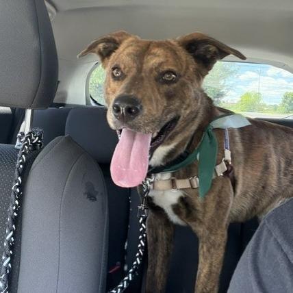 Ryder, a Adoptable Mixed Breed in Washington Township, OH image 5/6