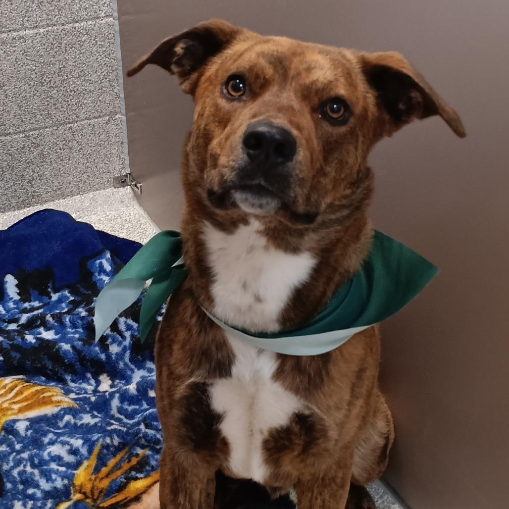 Ryder, a Adoptable Mixed Breed in Washington Township, OH image 6/6
