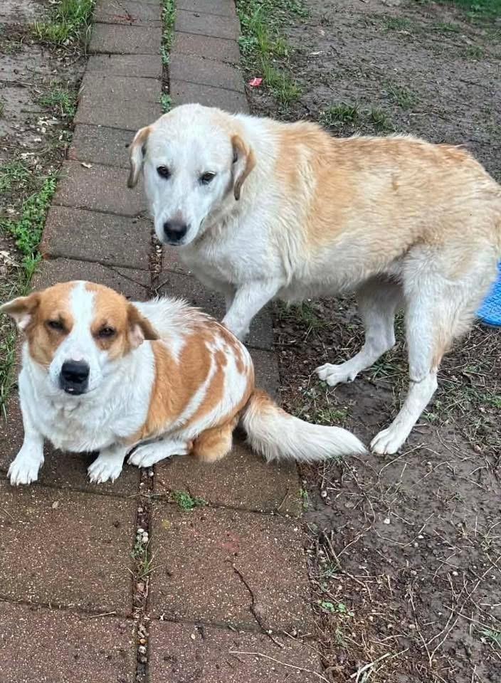 Enlarge 26-044 Vanna White (fka Puppy) "NEEDS FOSTER!", a Adoptable mixed breed in Richardson, TX image 1/6