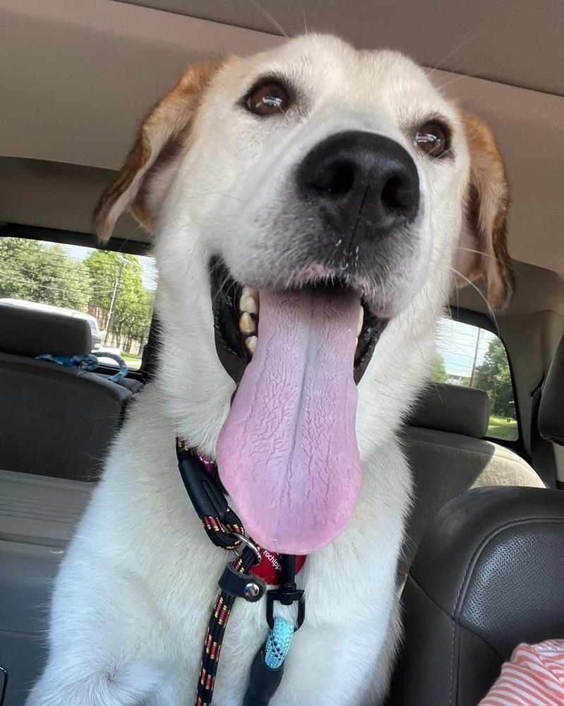 Enlarge 26-044 Vanna White (fka Puppy) "NEEDS FOSTER!", a Adoptable mixed breed in Richardson, TX image 2/6