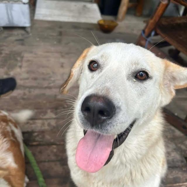 Enlarge 26-044 Vanna White (fka Puppy) "NEEDS FOSTER!", a Adoptable mixed breed in Richardson, TX image 3/6