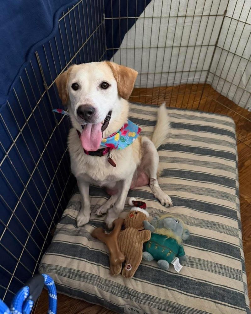 Enlarge 26-044 Vanna White (fka Puppy) "NEEDS FOSTER!", a Adoptable mixed breed in Richardson, TX image 4/6