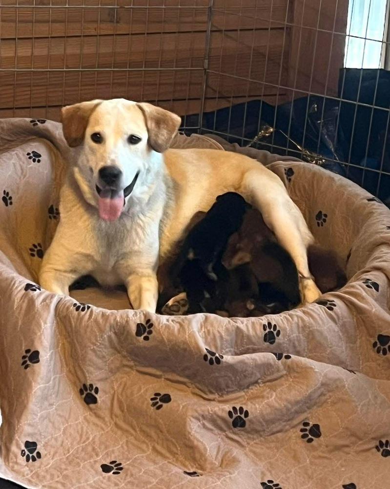 Enlarge 26-044 Vanna White (fka Puppy) "NEEDS FOSTER!", a Adoptable mixed breed in Richardson, TX image 5/6