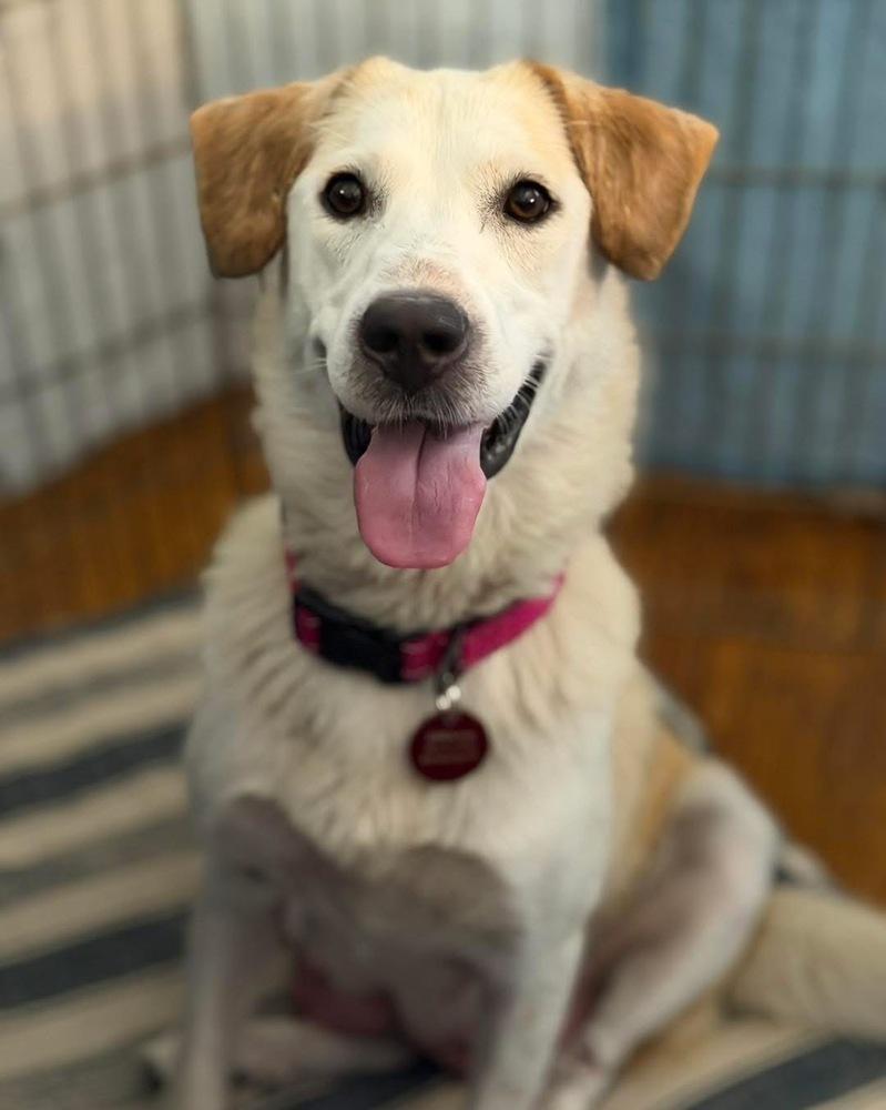 Enlarge 26-044 Vanna White (fka Puppy) "NEEDS FOSTER!", a Adoptable mixed breed in Richardson, TX image 6/6