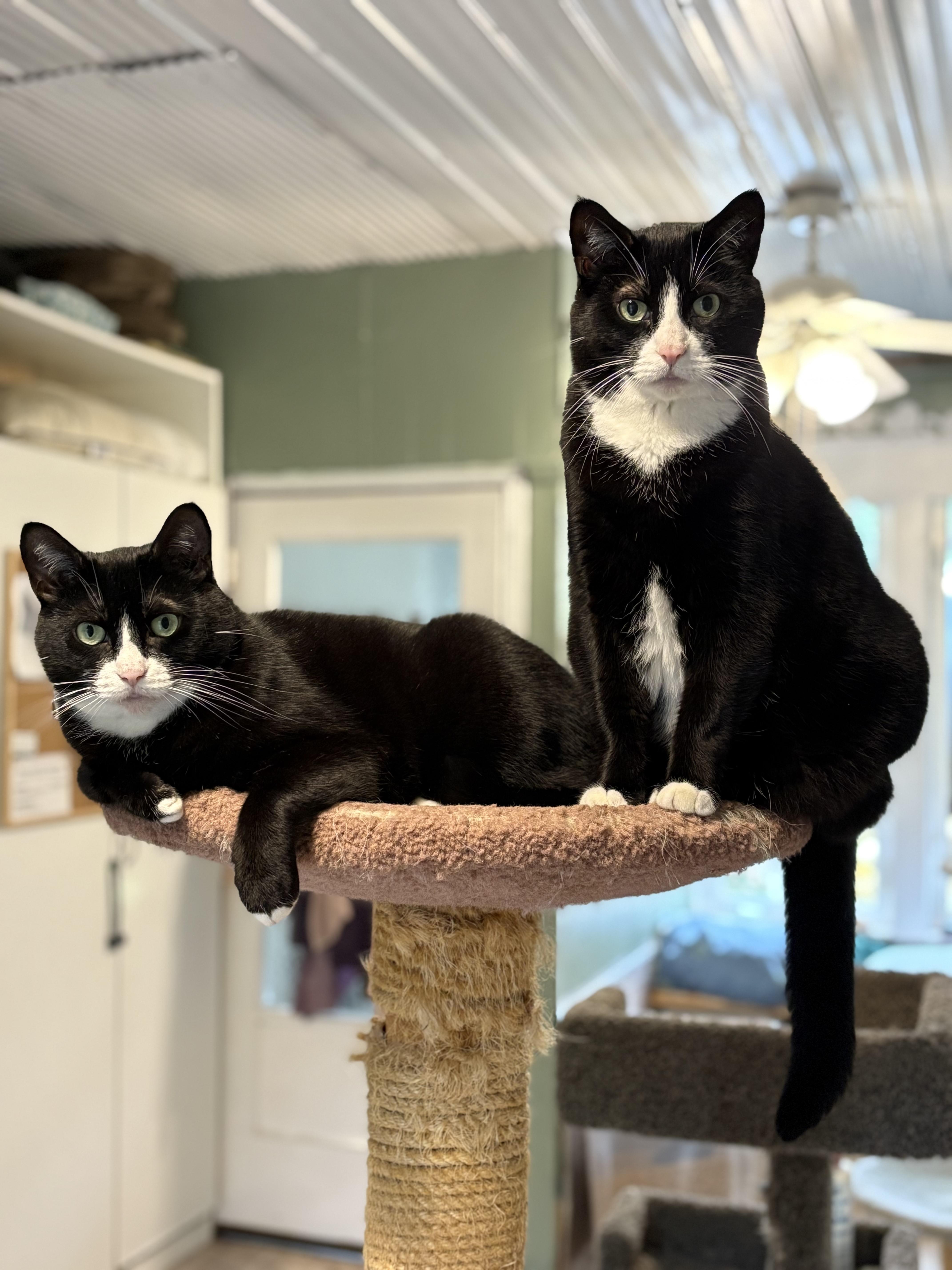 Frankie and Grace (bonded sisters), Adoptable, Adult Female Domestic Short Hair.