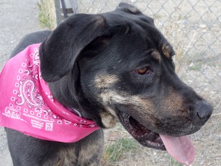 Buttercup aka Butters, a Adoptable mixed breed in Anaconda, MT image 5/6