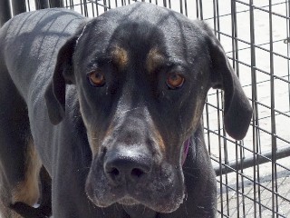 Buttercup aka Butters, a Adoptable mixed breed in Anaconda, MT image 4/6