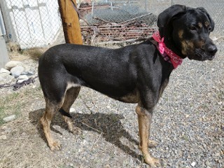 Buttercup aka Butters, a Adoptable mixed breed in Anaconda, MT image 6/6