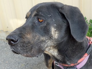Buttercup aka Butters, a Adoptable mixed breed in Anaconda, MT image 2/6