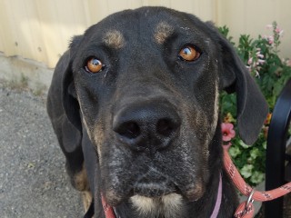 Buttercup aka Butters, a Adoptable mixed breed in Anaconda, MT image 1/6