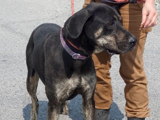 Buttercup aka Butters, a Adoptable mixed breed in Anaconda, MT image 3/6
