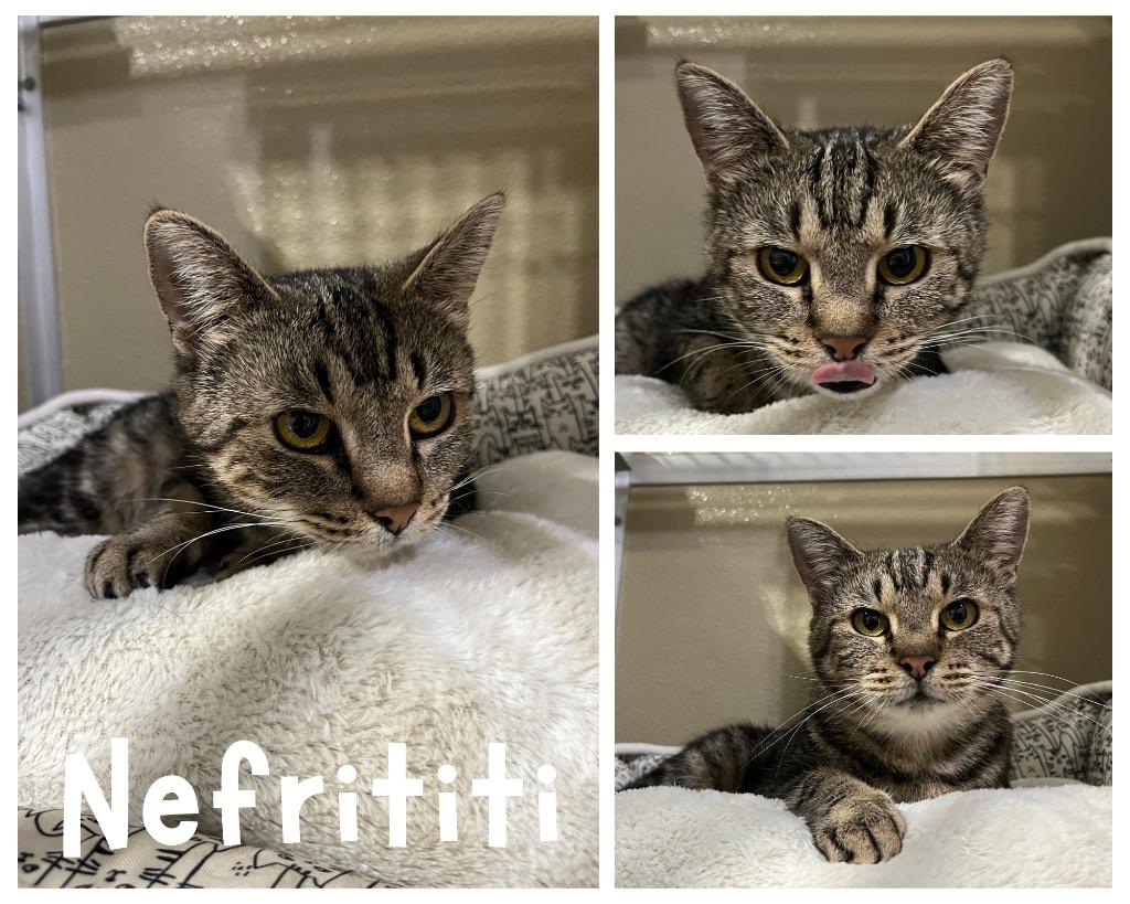 Nefertiti (Neffy), Adoptable, Young Female Domestic Short Hair.
