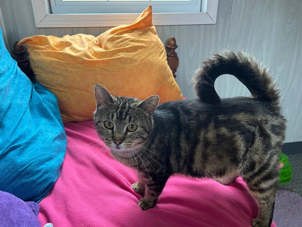 Enlarge Nefertiti (Neffy), a Adoptable Domestic Short Hair in Pierceton, IN image 2/2