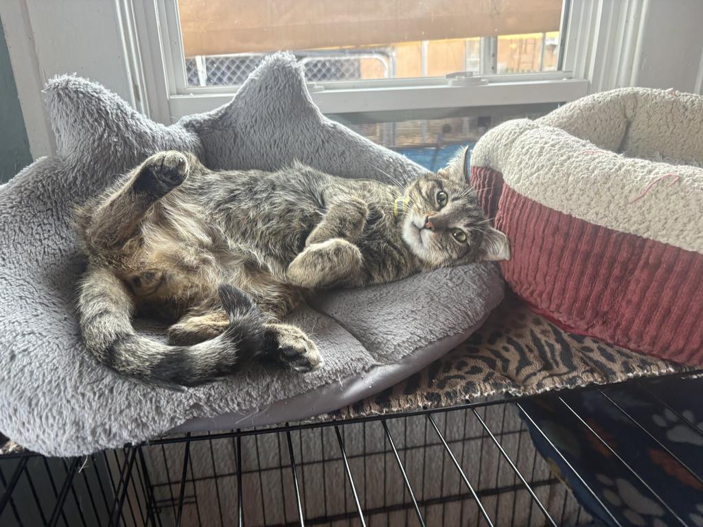 Enlarge Coyote Ross, a Adoptable American Shorthair in El Dorado, AR image 1/2