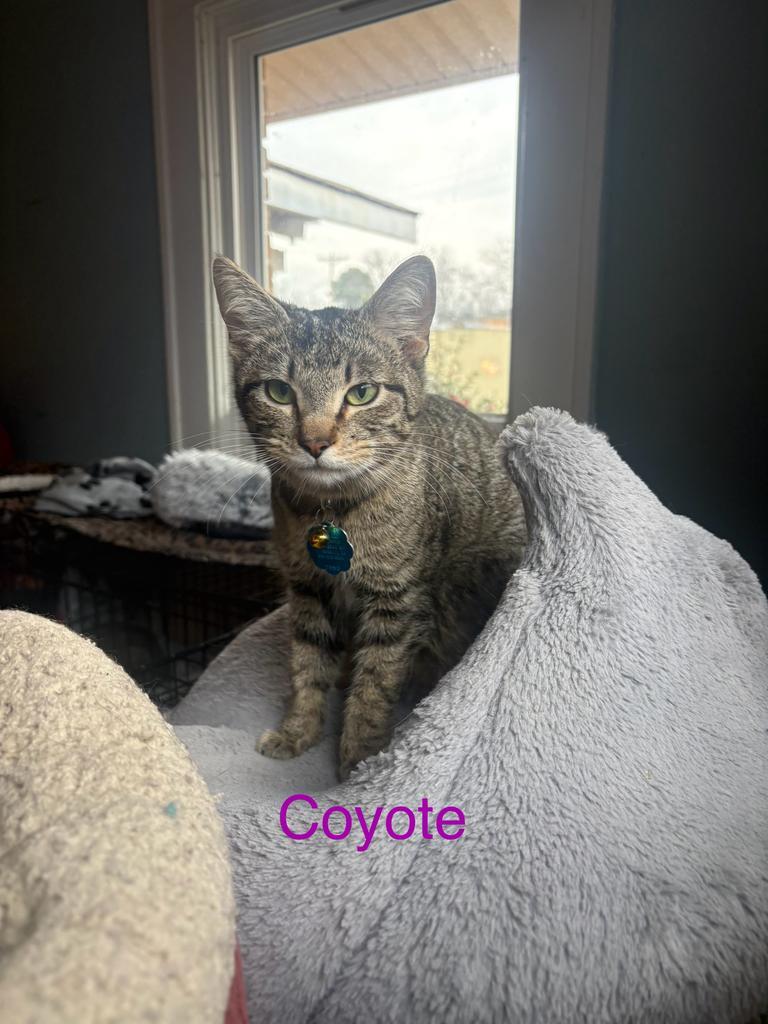 Enlarge Coyote Ross, a Adoptable American Shorthair in El Dorado, AR image 2/2