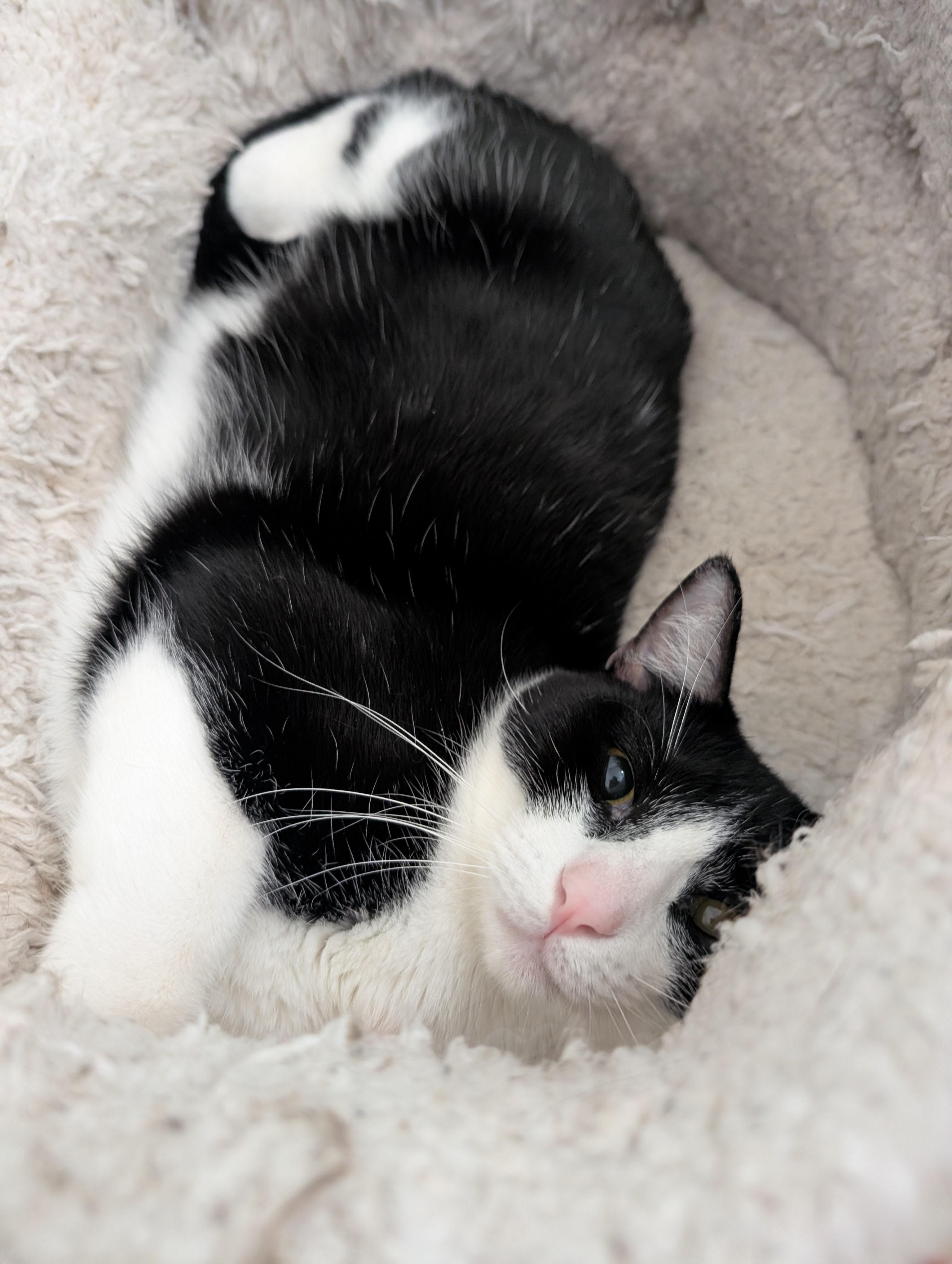 Freddie, Adoptable, Adult Male Tuxedo.