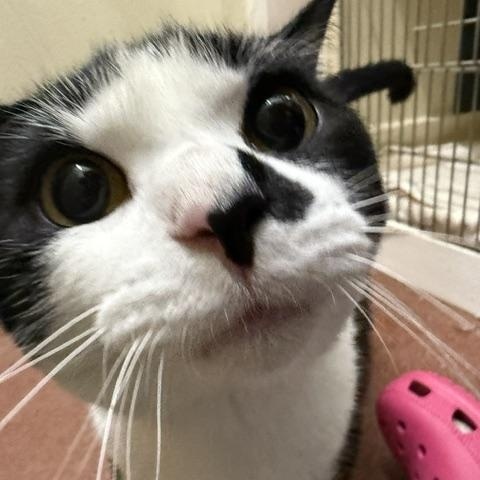 Enlarge Ace, a ADOPTABLE Domestic Short Hair in Saranac Lake, NY image 2/2