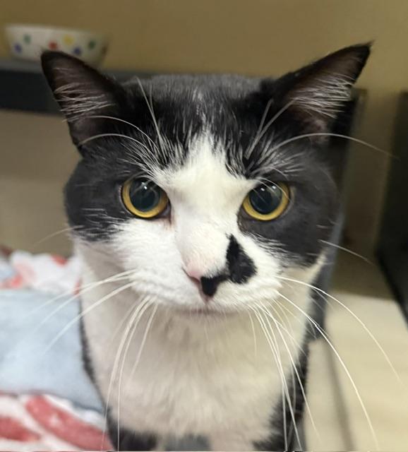 Ace, ADOPTABLE, Young Male Domestic Short Hair.