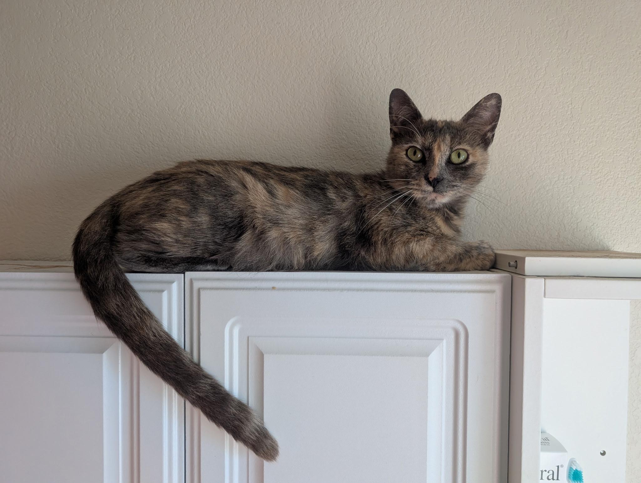 Enlarge Caramel - Female Teen Kitten, an adopted Calico in San Francisco, CA image 4/4