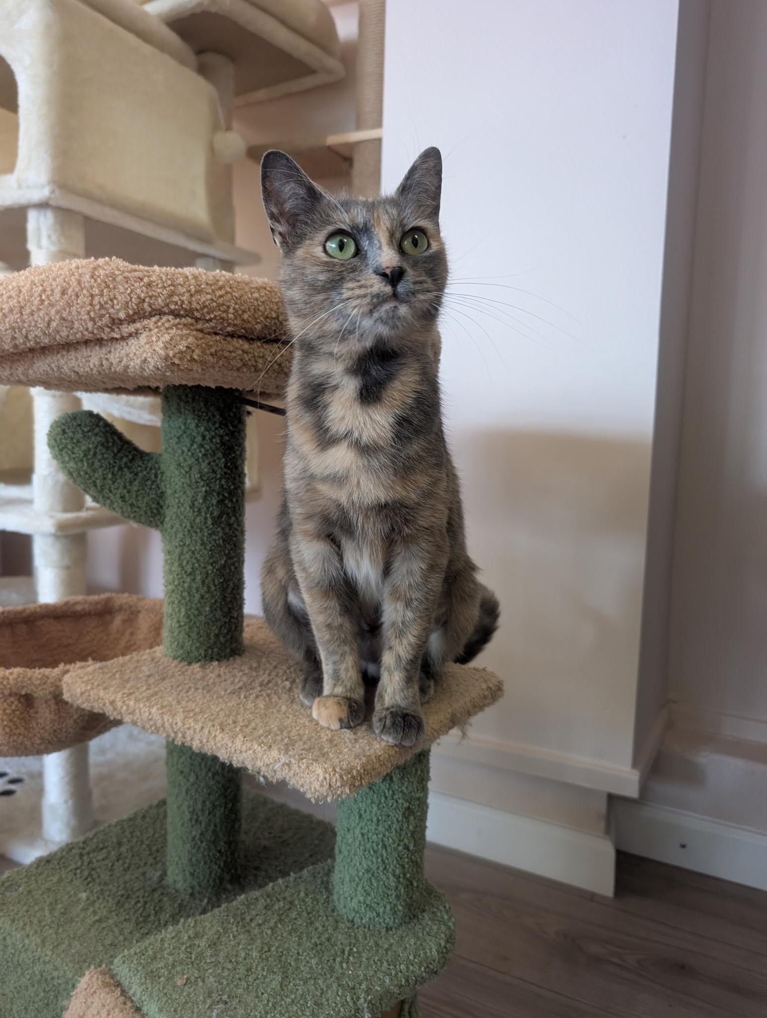 Enlarge Caramel - Female Teen Kitten, an adopted Calico in San Francisco, CA image 3/4