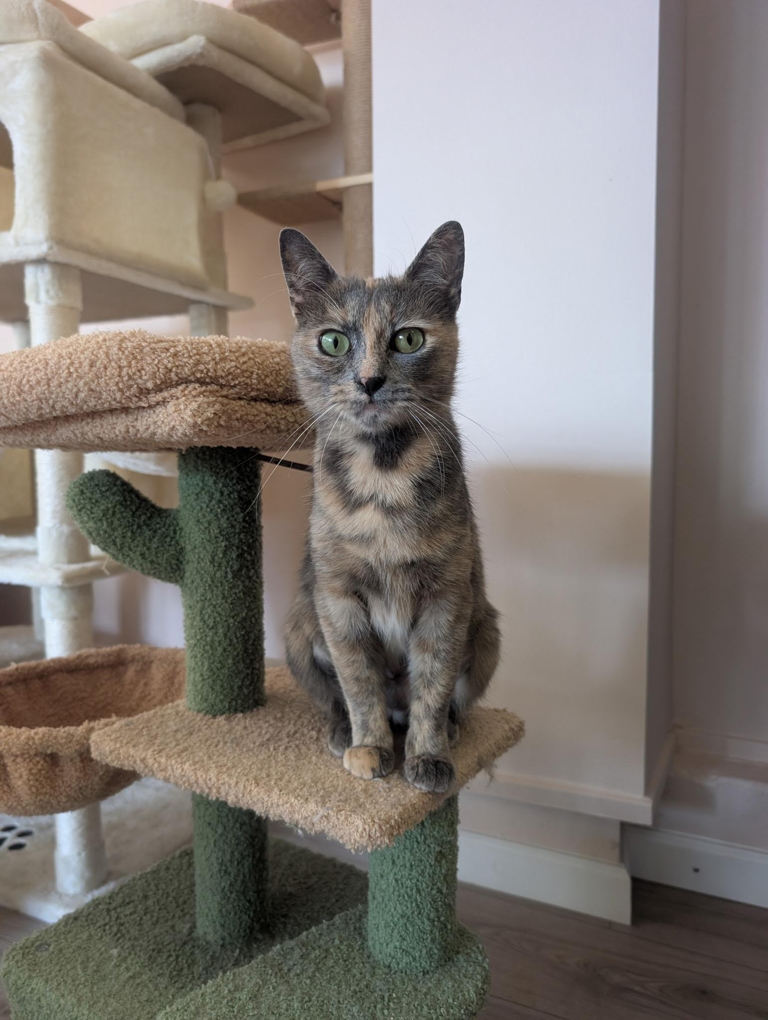 Enlarge Caramel - Female Teen Kitten, an adopted Calico in San Francisco, CA image 2/4
