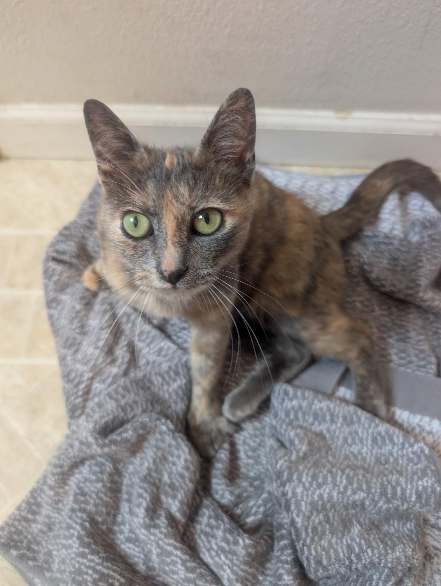Caramel - Female Teen Kitten, adopted, Kitten Female Calico.