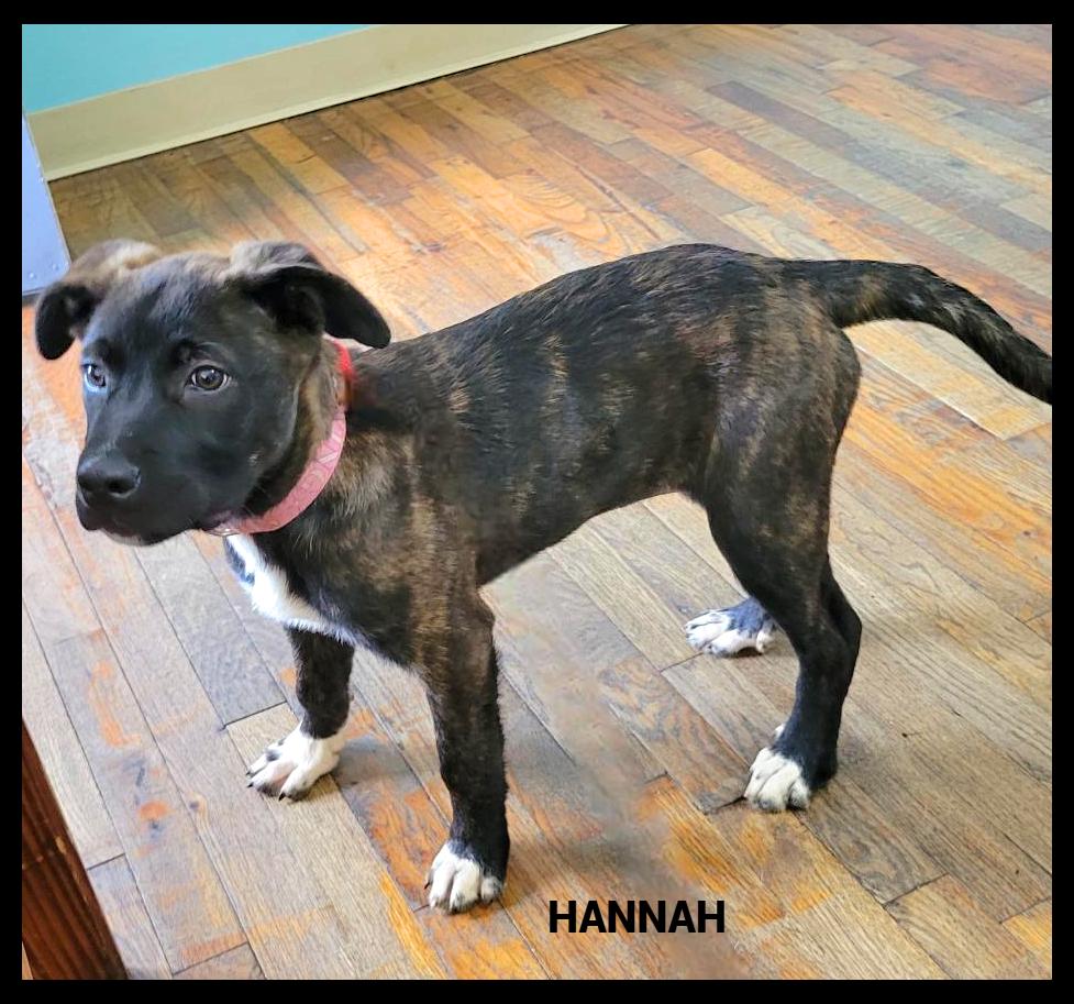 Hannah, ADOPTABLE, Puppy Female Mastiff & Great Pyrenees.