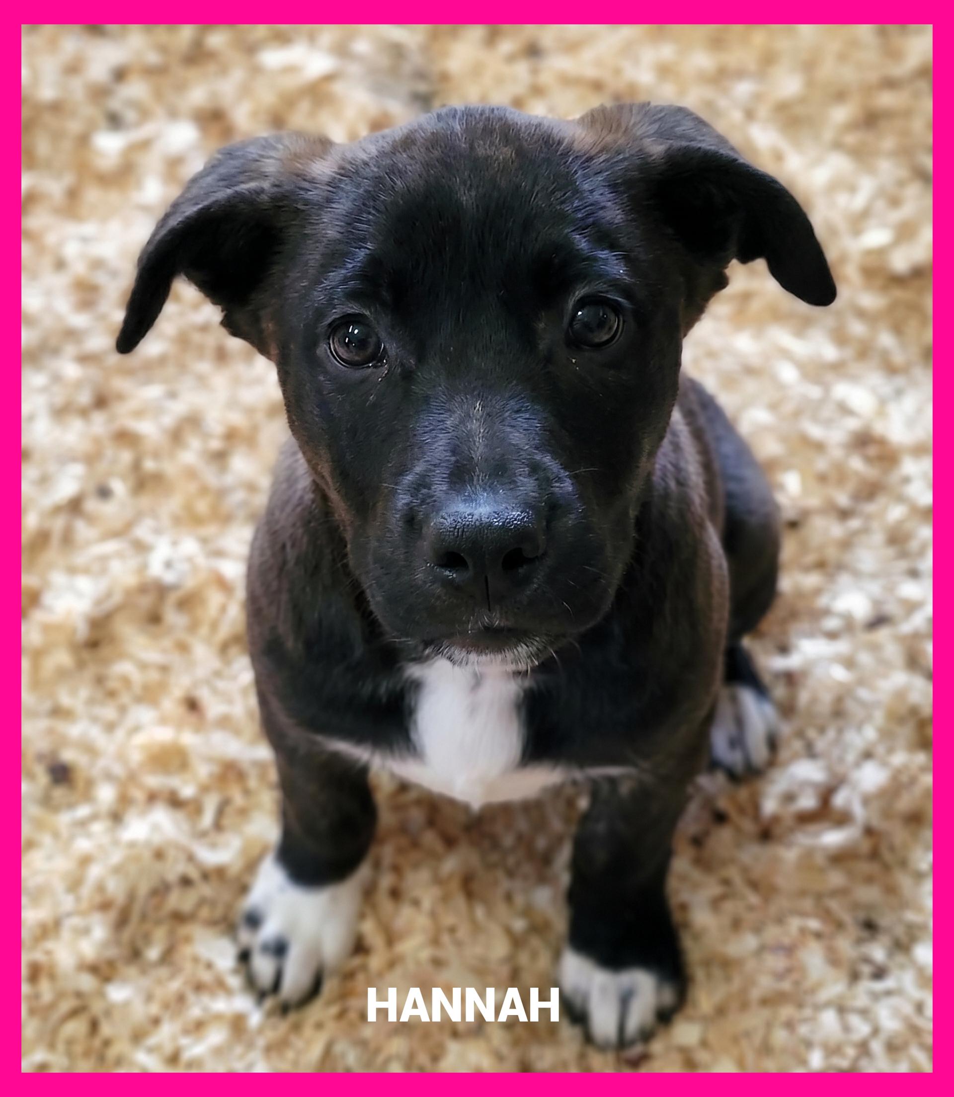 Enlarge Hannah, a ADOPTABLE mixed breed in Granbury, TX image 3/3