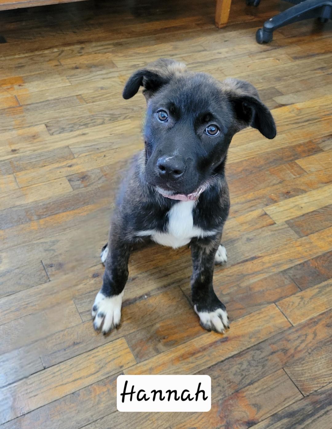 Enlarge Hannah, a ADOPTABLE mixed breed in Granbury, TX image 2/3