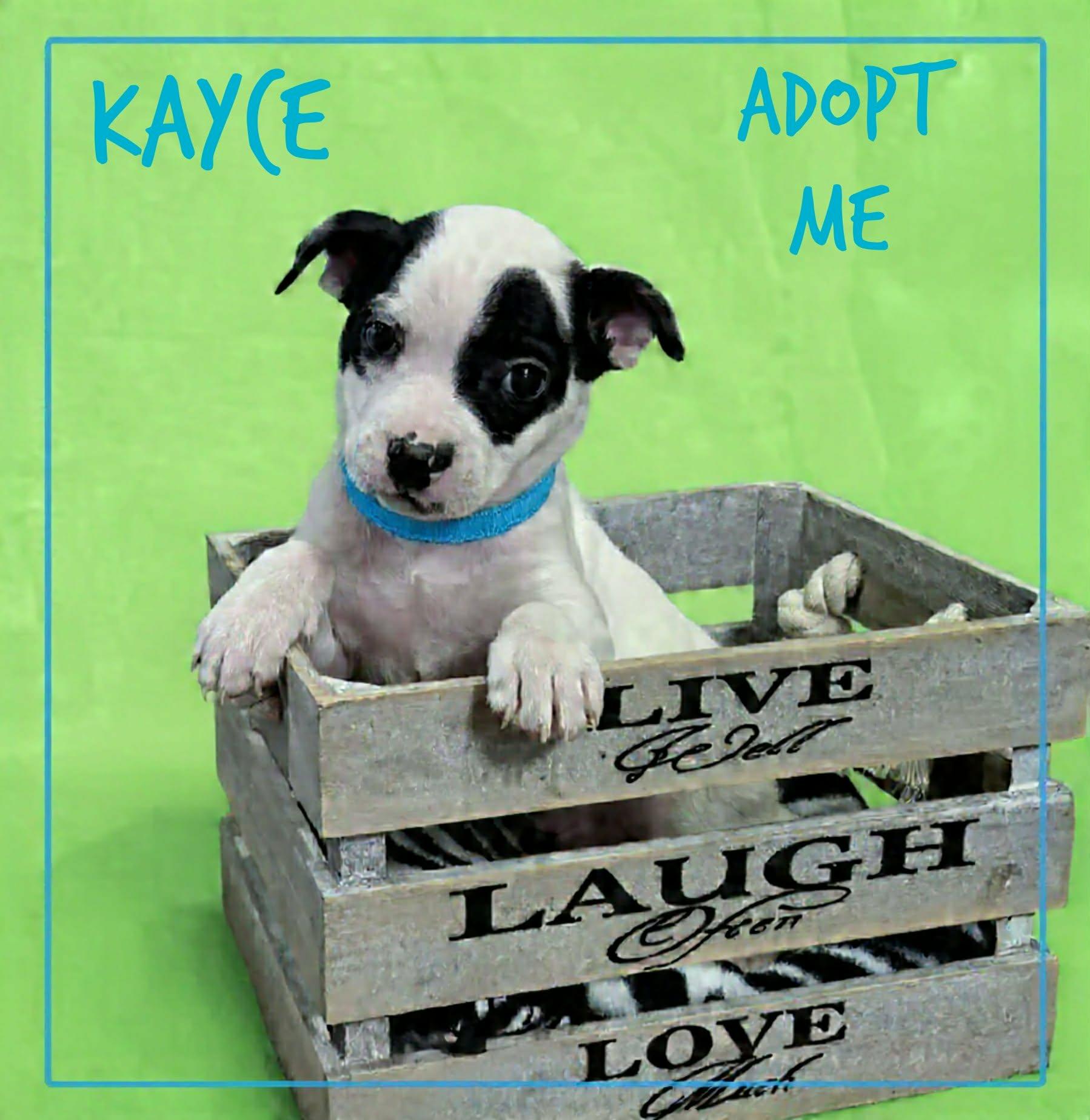 Enlarge Kayce, a ADOPTABLE mixed breed in Grove, OK image 4/5