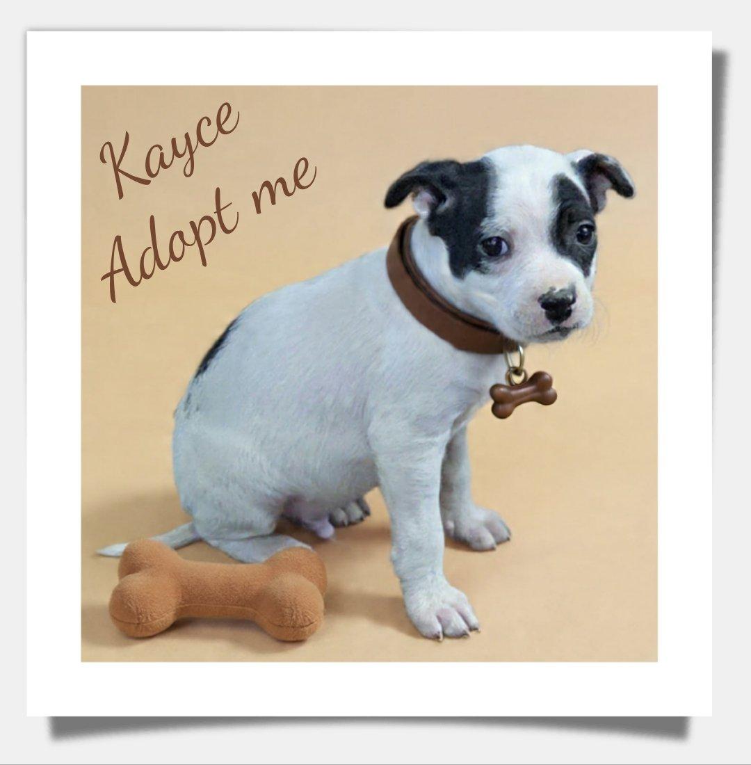 Kayce, ADOPTABLE, Puppy Male Chihuahua & Staffordshire Bull Terrier.