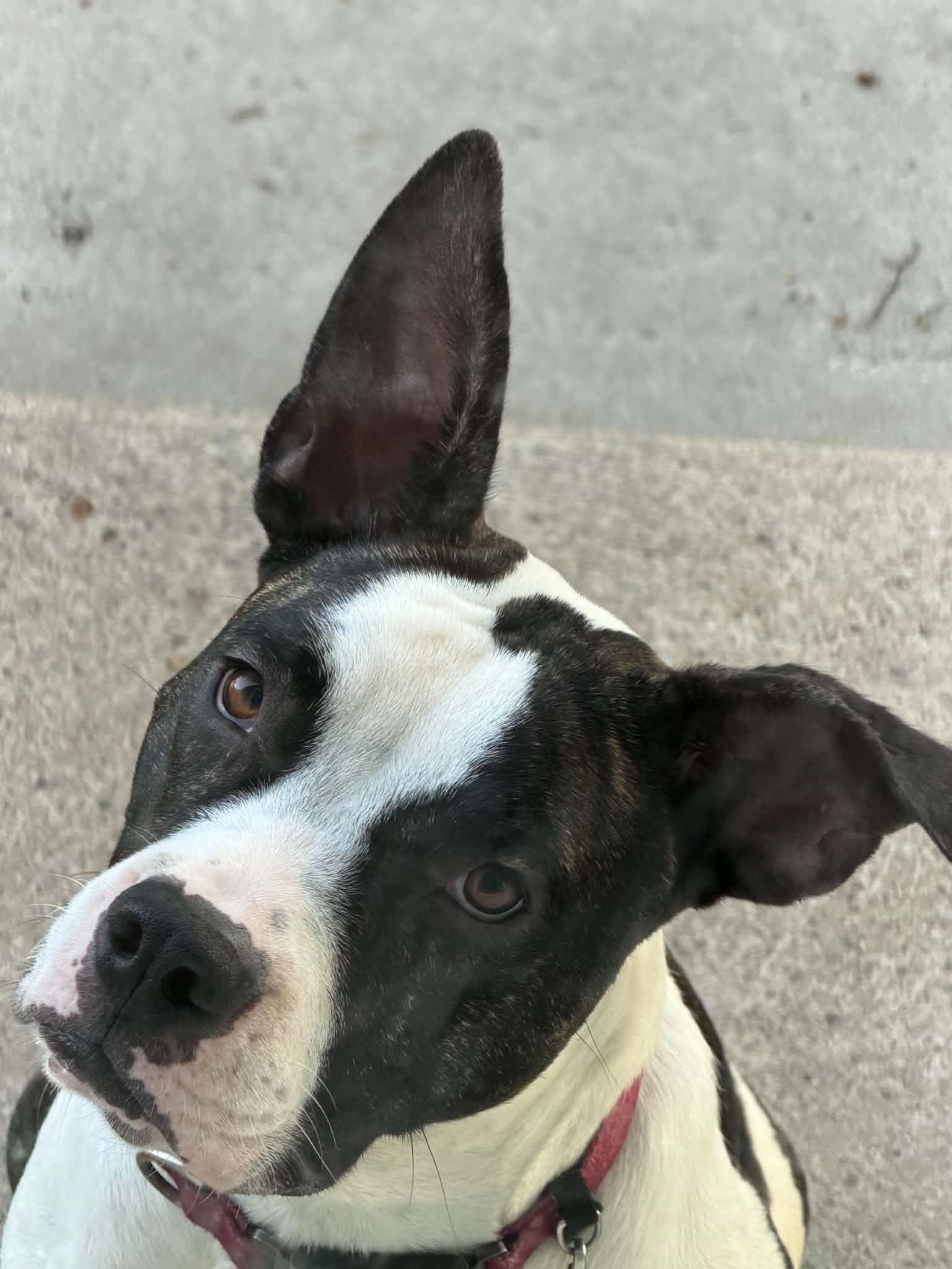 Sasha, a Adoptable mixed breed in Monroe, MI image 5/6