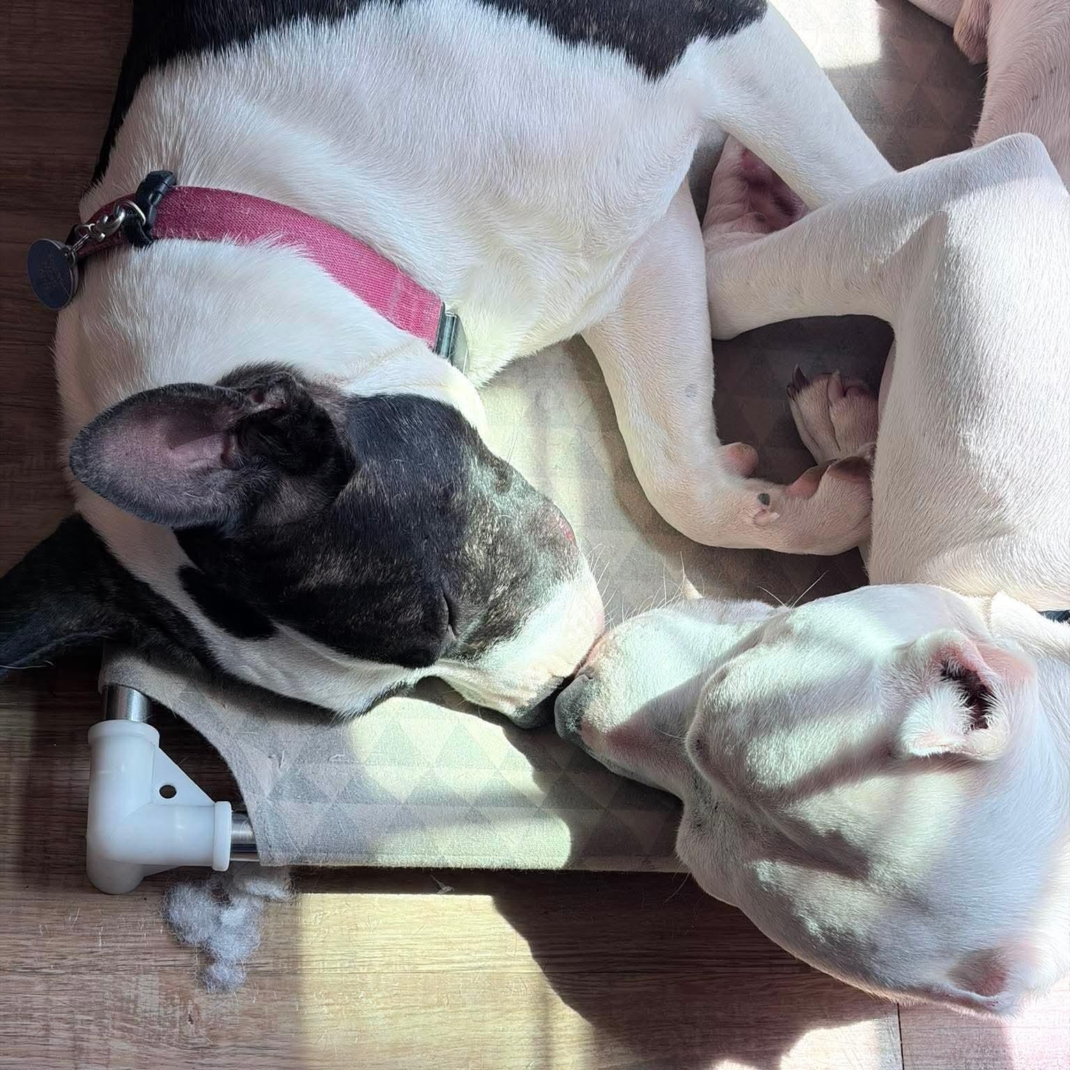 Sasha, Adoptable, Young Female Boxer & American Bulldog.