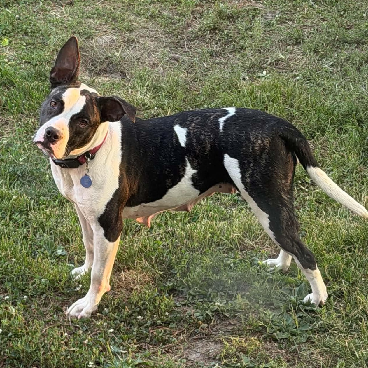 Sasha, a Adoptable mixed breed in Monroe, MI image 6/6
