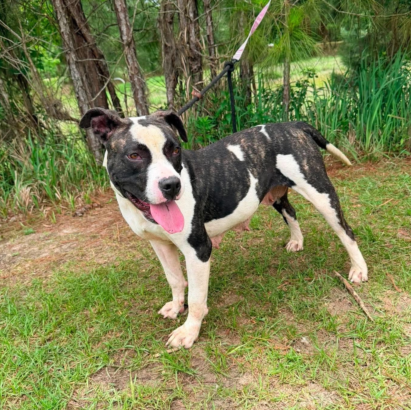Sasha, a Adoptable mixed breed in Monroe, MI image 4/6