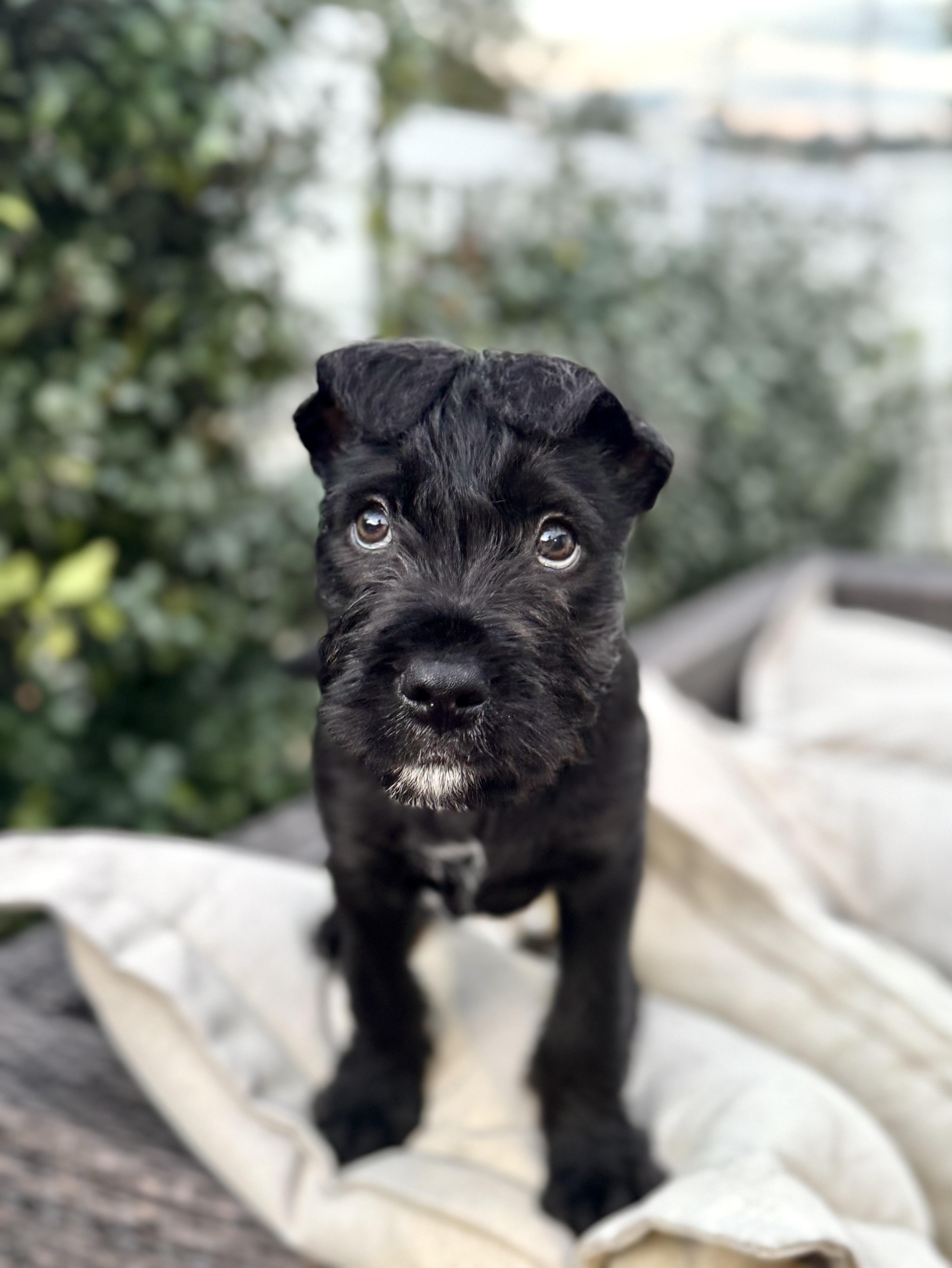 Enlarge Orbit, a Adoptable mixed breed in Burbank, CA image 4/5