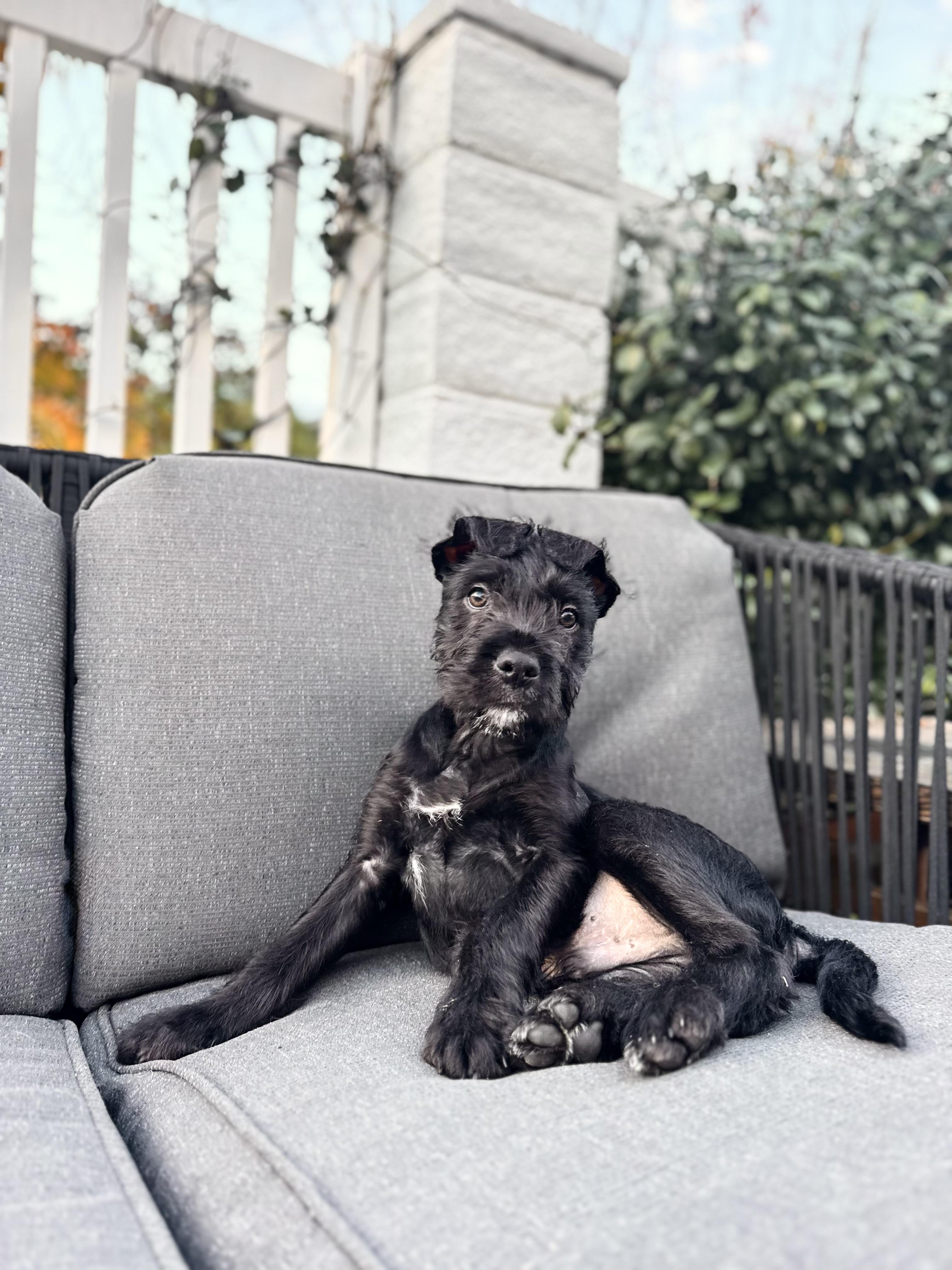 Enlarge Orbit, a Adoptable mixed breed in Burbank, CA image 2/5