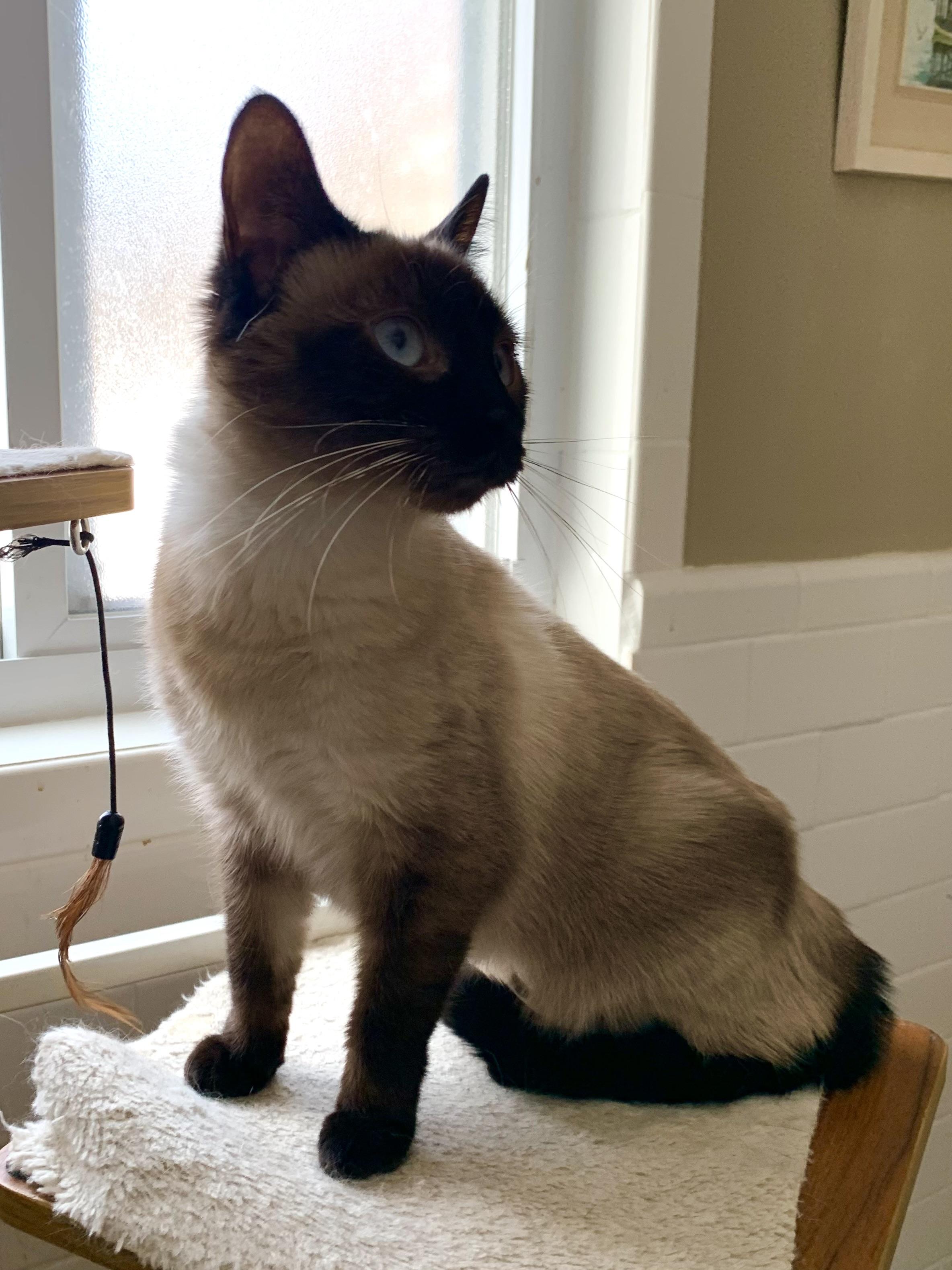 Enlarge Rey, an adopted Applehead Siamese in Shelby Township, MI image 2/2