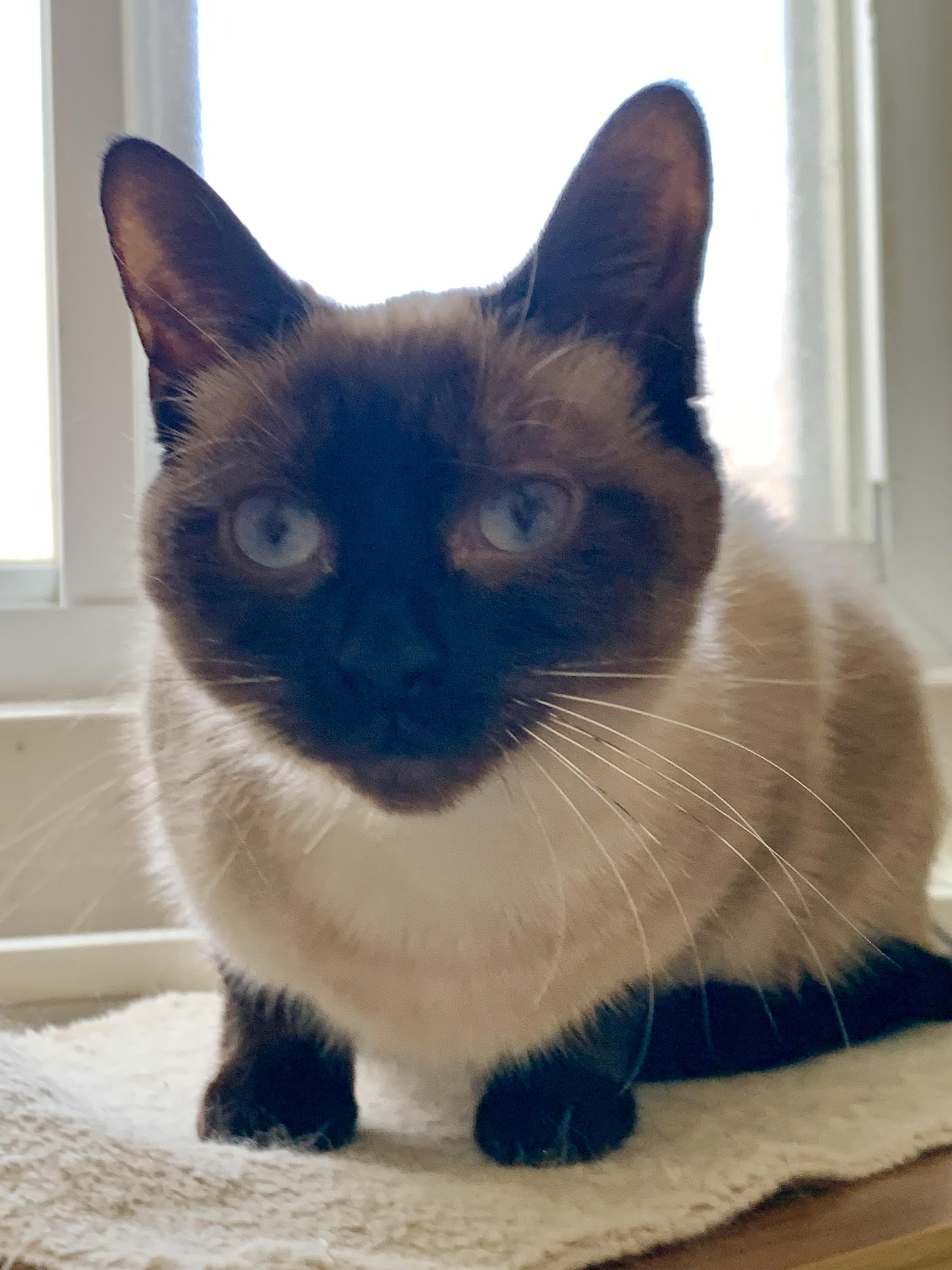 Rey, adopted, Adult Female Applehead Siamese.