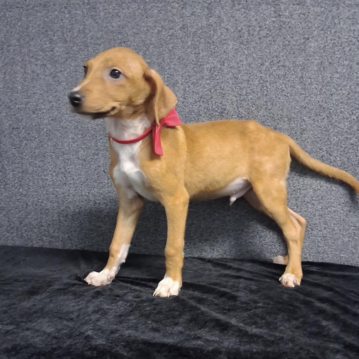 Enlarge Melvin, a Adopted Mixed Breed in Medfield, MA image 2/2