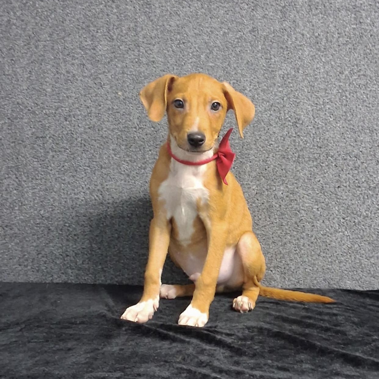 Melvin, Adopted, Puppy Male Mixed Breed.