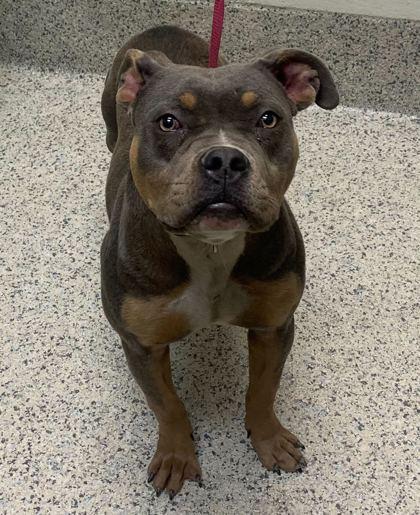 Enlarge Zaza, a Adoptable mixed breed in Gray, LA image 1/2