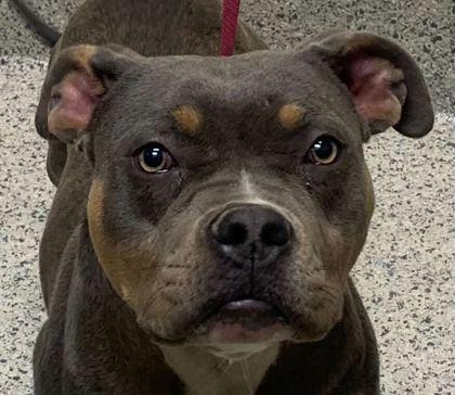 Enlarge Zaza, a Adoptable mixed breed in Gray, LA image 2/2