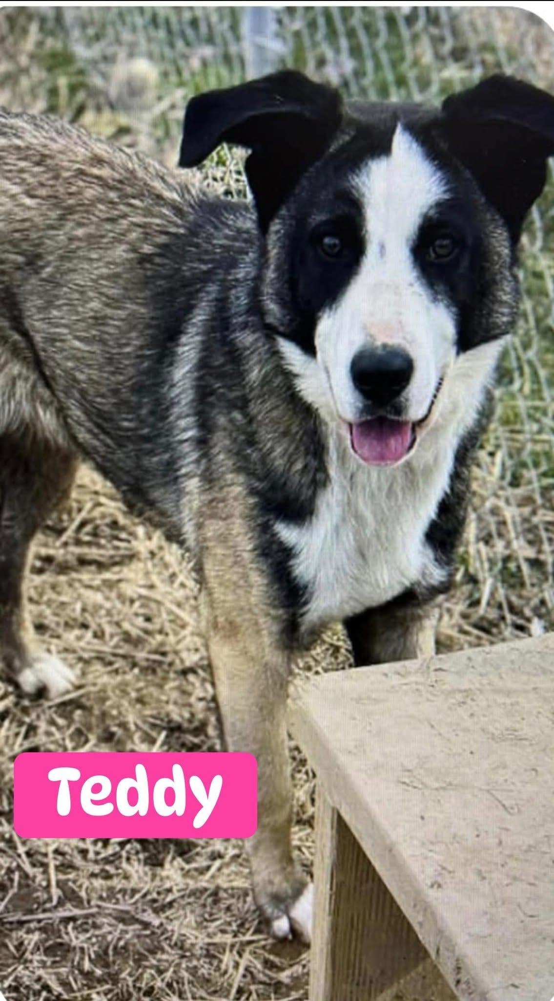 Enlarge Teddy, a ADOPTABLE mixed breed in Woodbury, NJ image 1/1