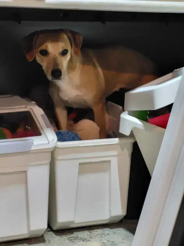 Fawn, Adoptable, Adult Female Mixed Breed.