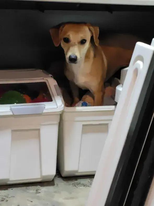 Enlarge Fawn, a Adoptable mixed breed in Grand Rapids, MI image 2/6