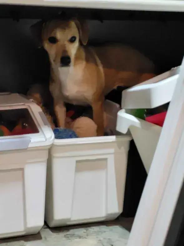 Enlarge Fawn, a Adoptable mixed breed in Grand Rapids, MI image 4/6